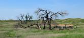 Dead tree