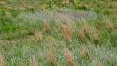 Sand mountain blooms