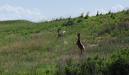 Jumping deer