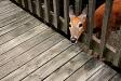 Friendly deer