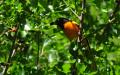 Baltimore Oriole