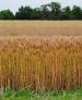 Tall wheat