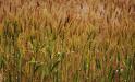 Wheat