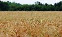 Tall grasses
