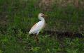 Cowbird