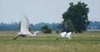 Egrets on the wing