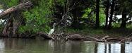 Egret panorama