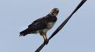Hawk