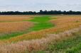 River of grass