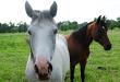 Two horses in Hutch