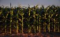 Corn in the sunset