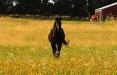 Running horse