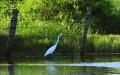 Egret on the fence line