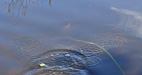 Frog's getaway