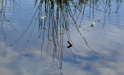 Ripples
