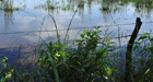 Roadside marsh