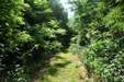 Into the woods