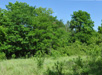 Summer trees