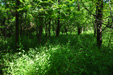 The Woods