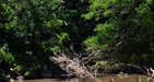 Flyaway egret