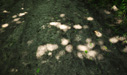 Mottled trail