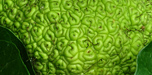 hedgeapple close up