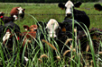 Curious cows