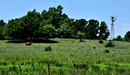Windmill and cow