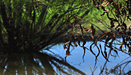 Brown leaves