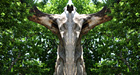 Tree demon No. 3