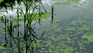 Pond