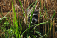 Roadside racoon