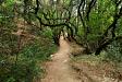 Ridge trail in Redwood Regional Park near Oakland, CA