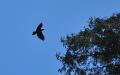 Raven