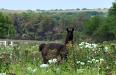 An alpaca, I think