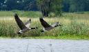 Canada geese