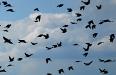 Blackbirds and clouds