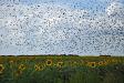 Sunflower farmer's nightmare