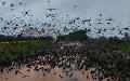 The Birds