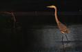 Big ol' egret