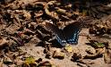 Butterfly on the trail