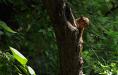 Peekaboo squirrel