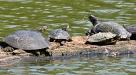 Revenge of the turtles