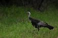 Wild turkey