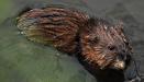 Small beaver or large rat, you tell me