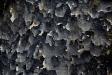 Black lichen