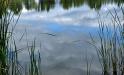 At the edge of the pond