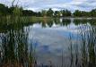 At the edge of the pond