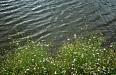 Flowers on the pond