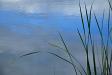 Leaves of grass